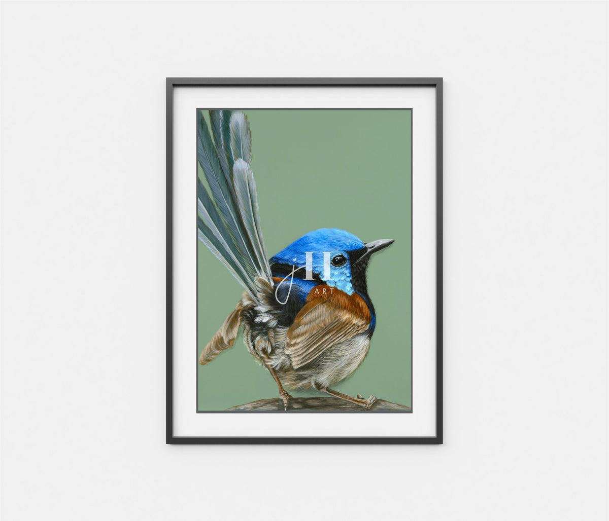Alfie the Variegated Fairy-wren