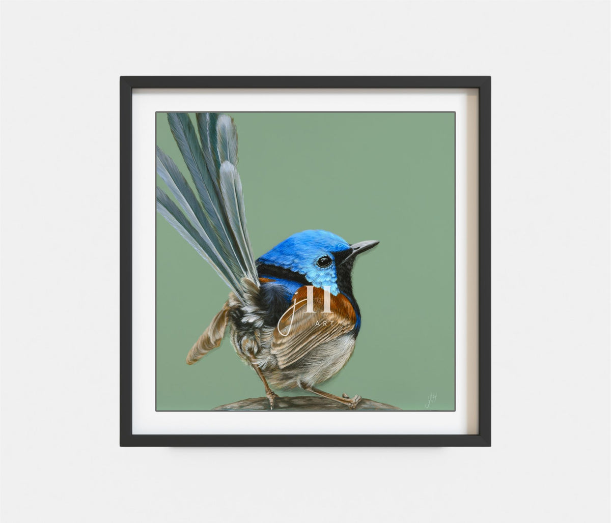 Alfie the Variegated Fairy-wren