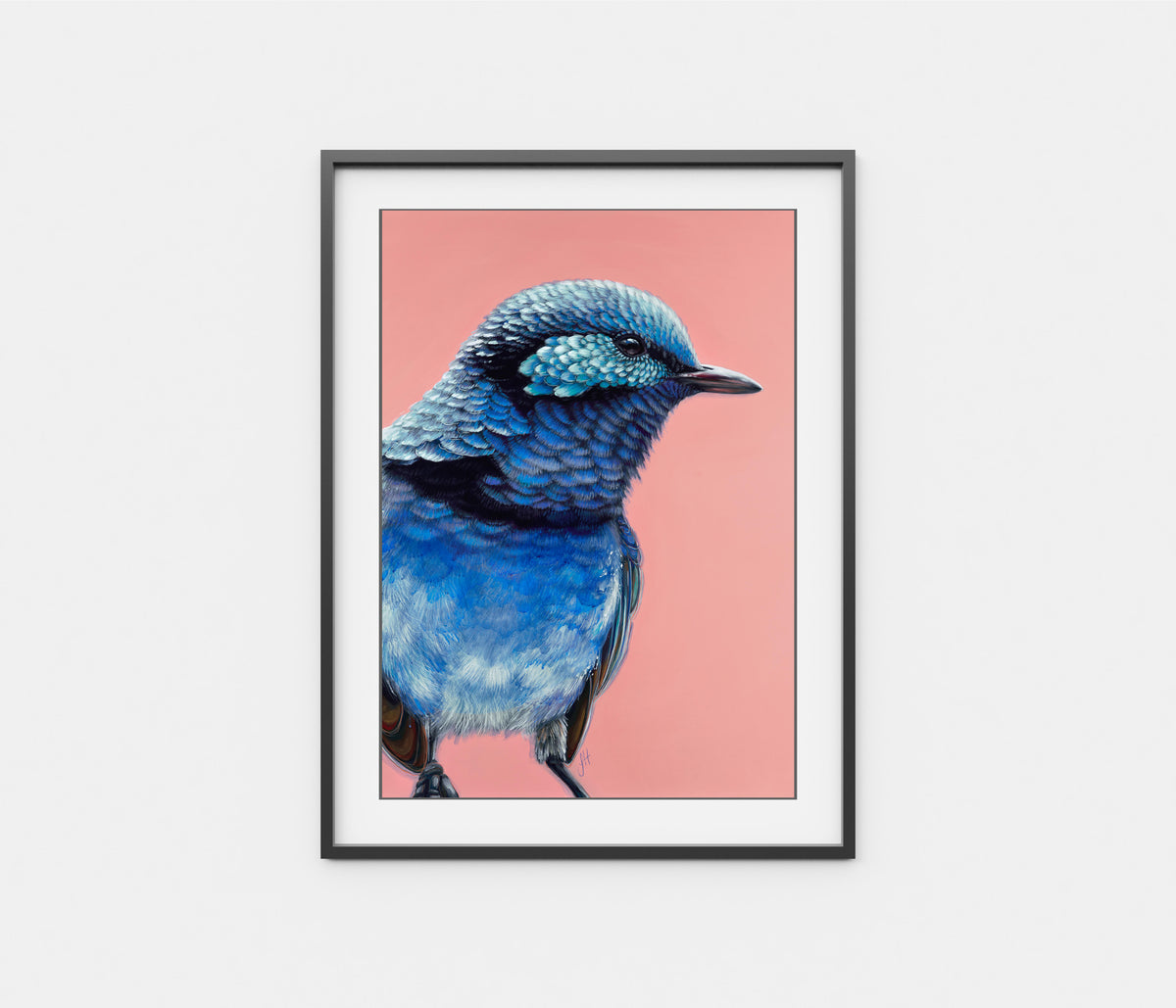 'Arlo' The Splendid Fairy Wren