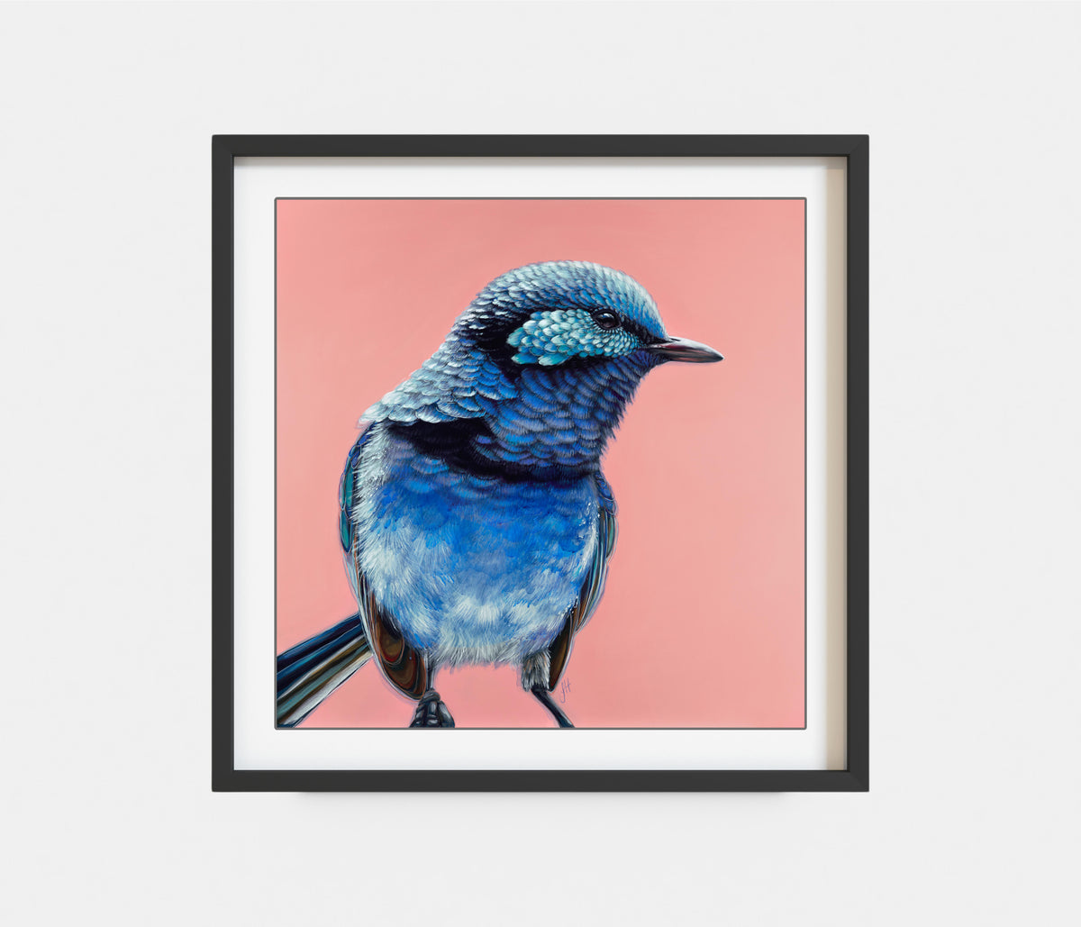 'Arlo' The Splendid Fairy Wren
