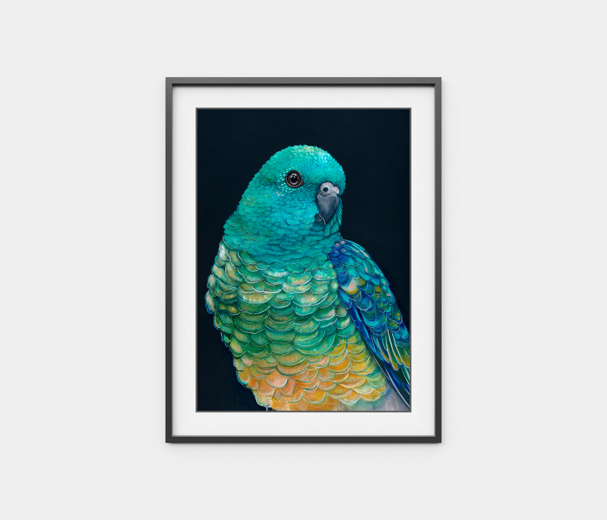 &#39;Banjo&#39; the Red Rumped Parrot