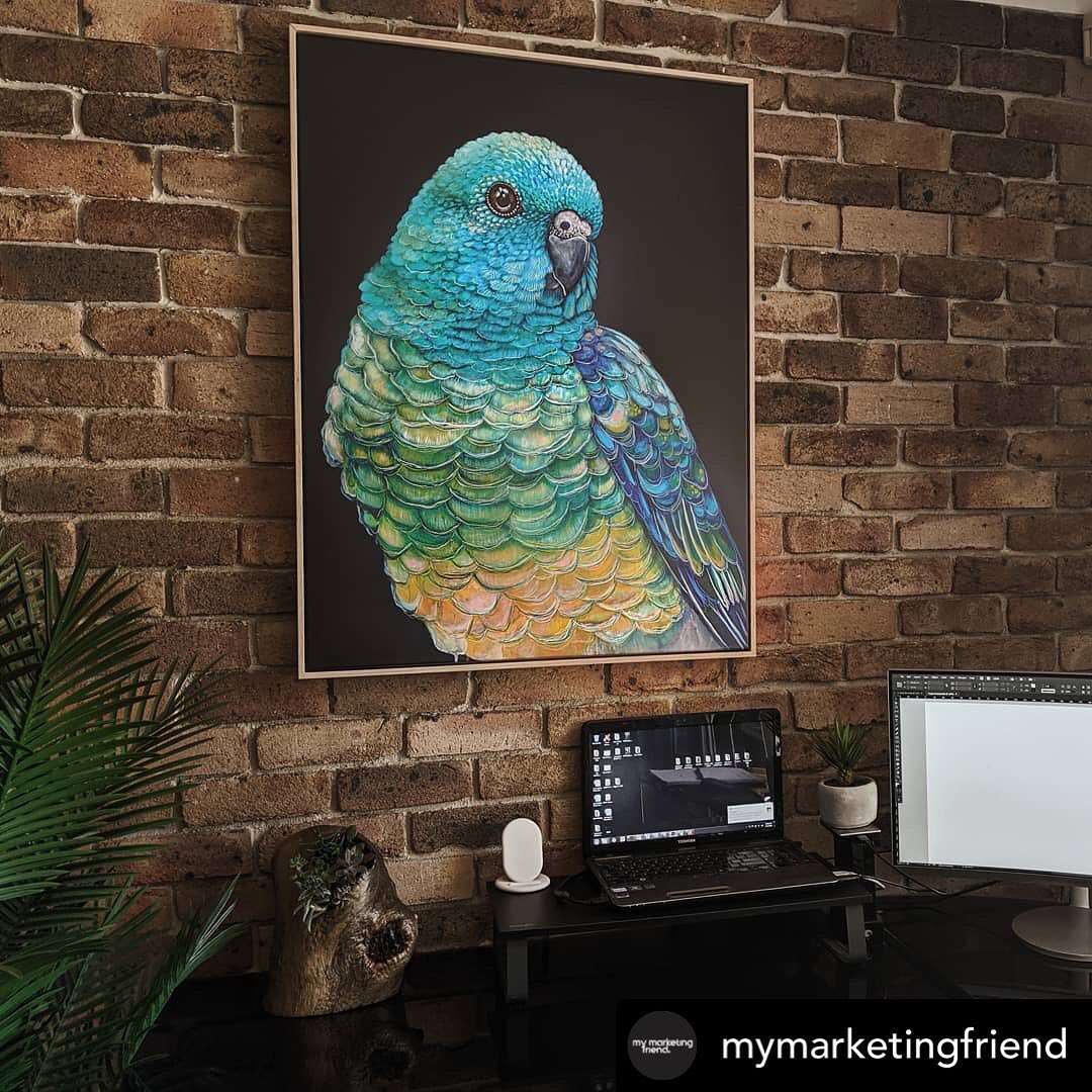 'Banjo' the Red Rumped Parrot canvas print