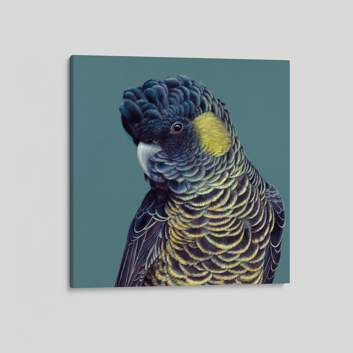 Bindi the Yellow Tailed Black Cockatoo canvas print