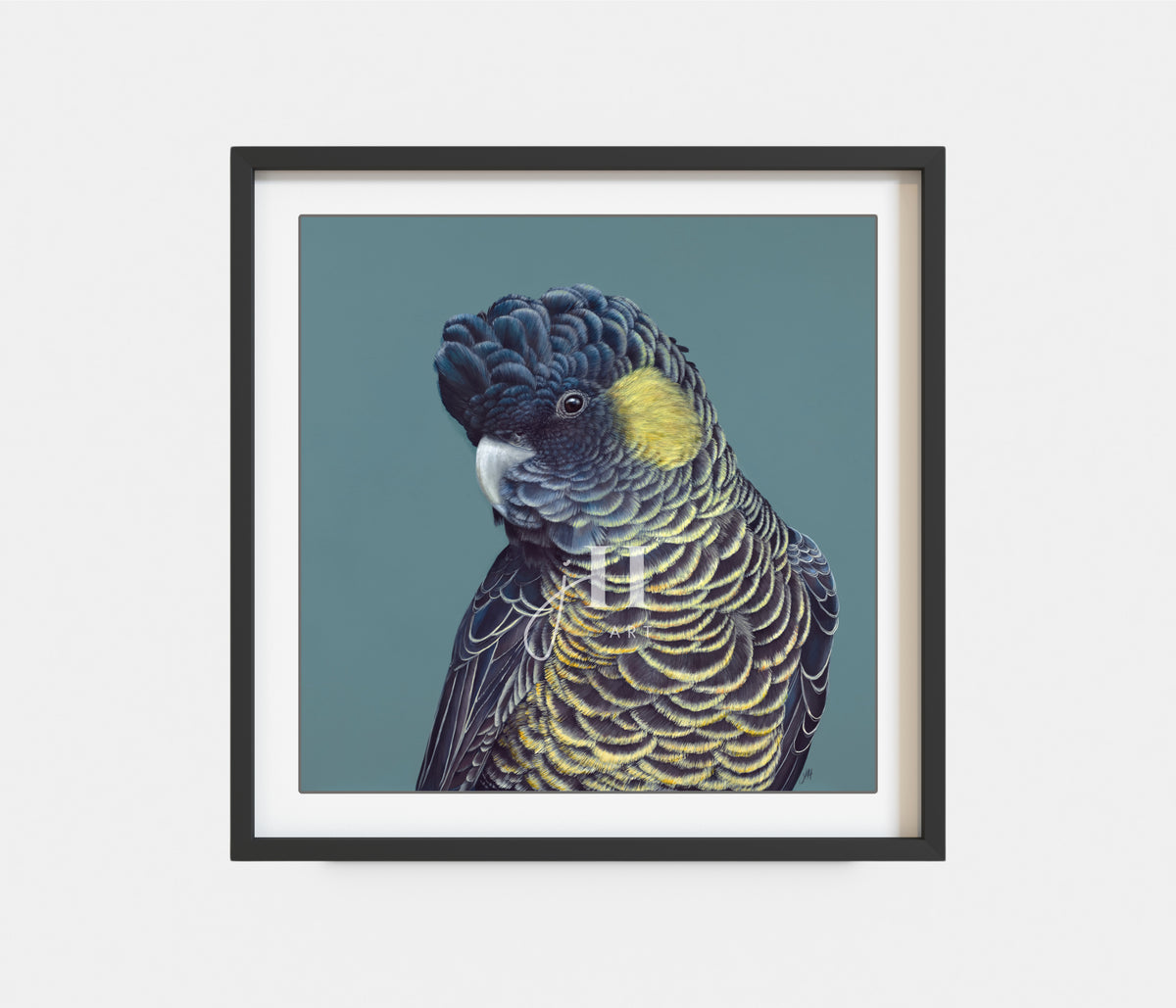 'Bindi' The Yellow Tailed Black Cockatoo