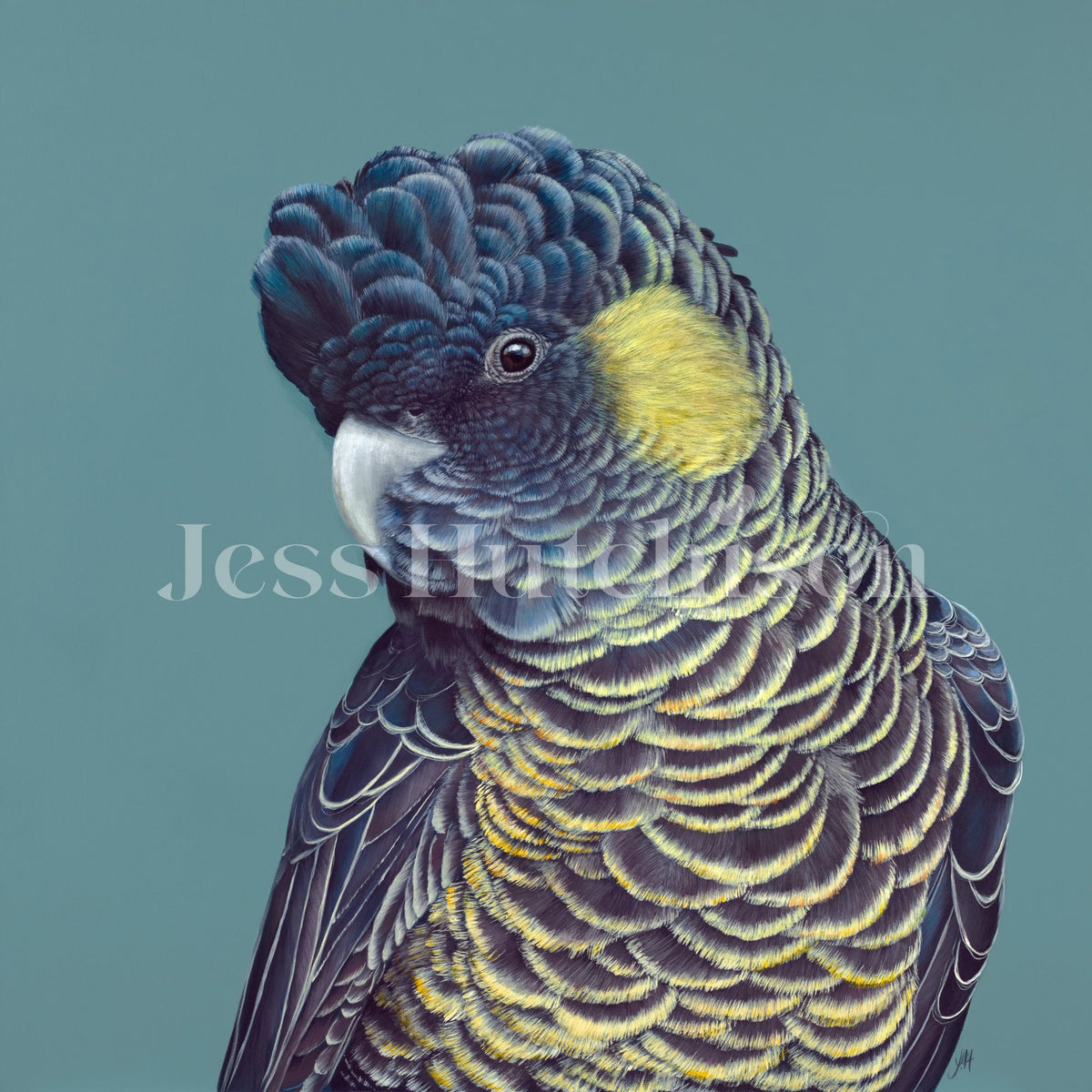 Bindi the Yellow Tailed Black Cockatoo canvas print