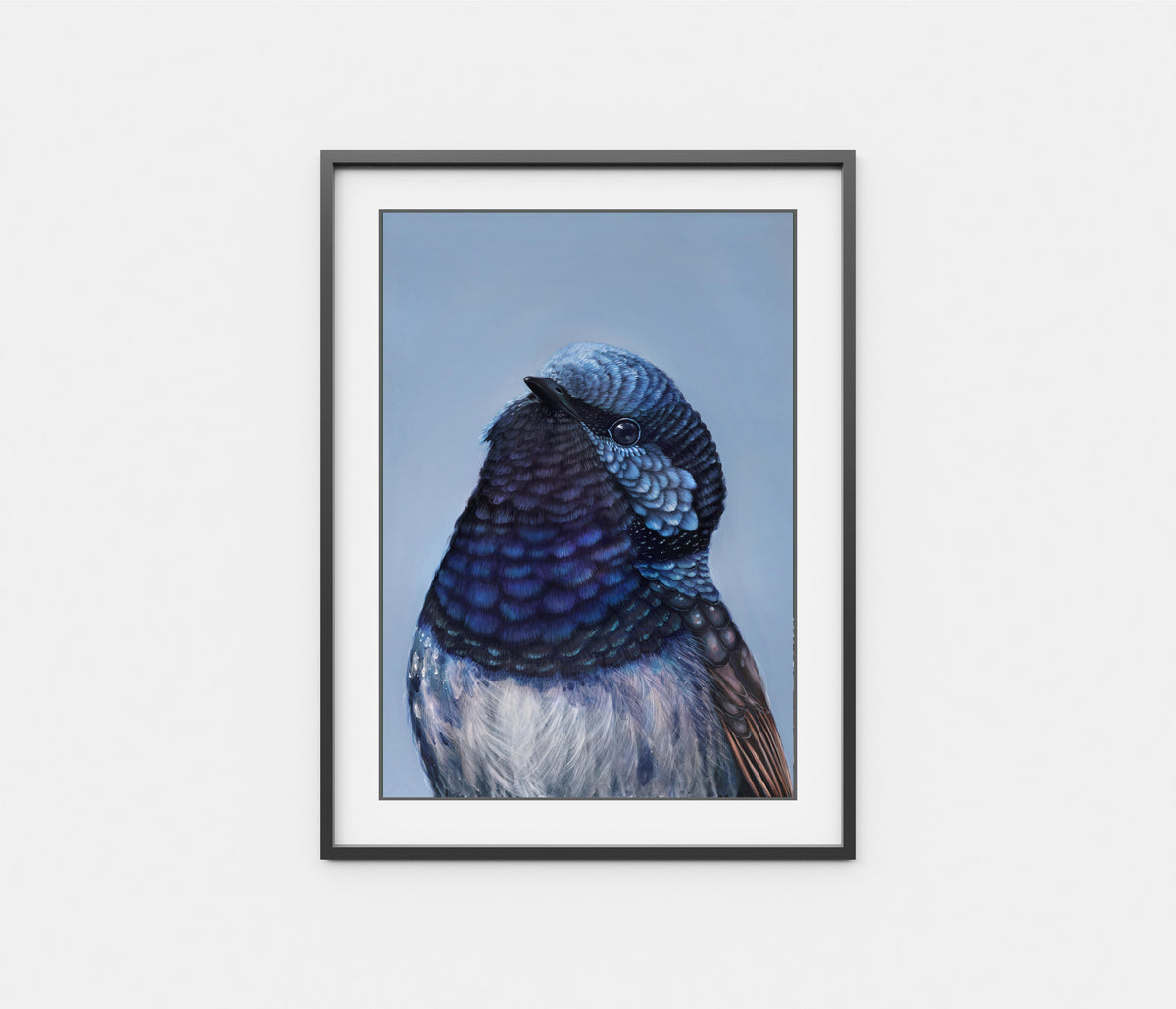 Bobby the Superb Fairy Wren