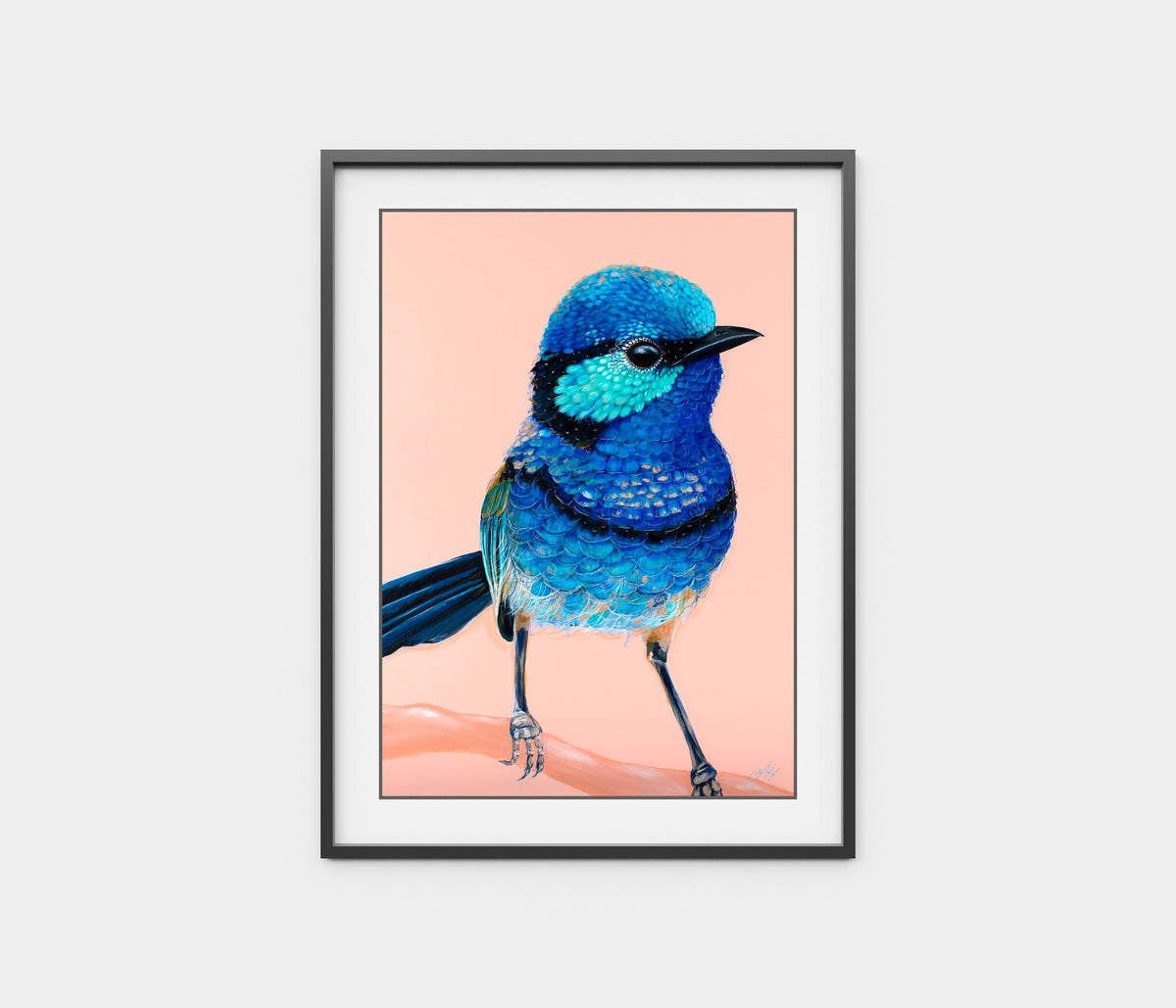 'Charlie' the Splendid Fairy Wren