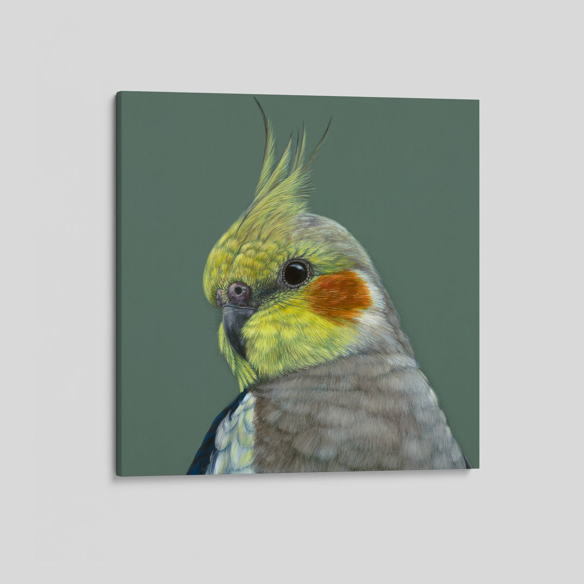 Clyde the Cockatiel canvas print