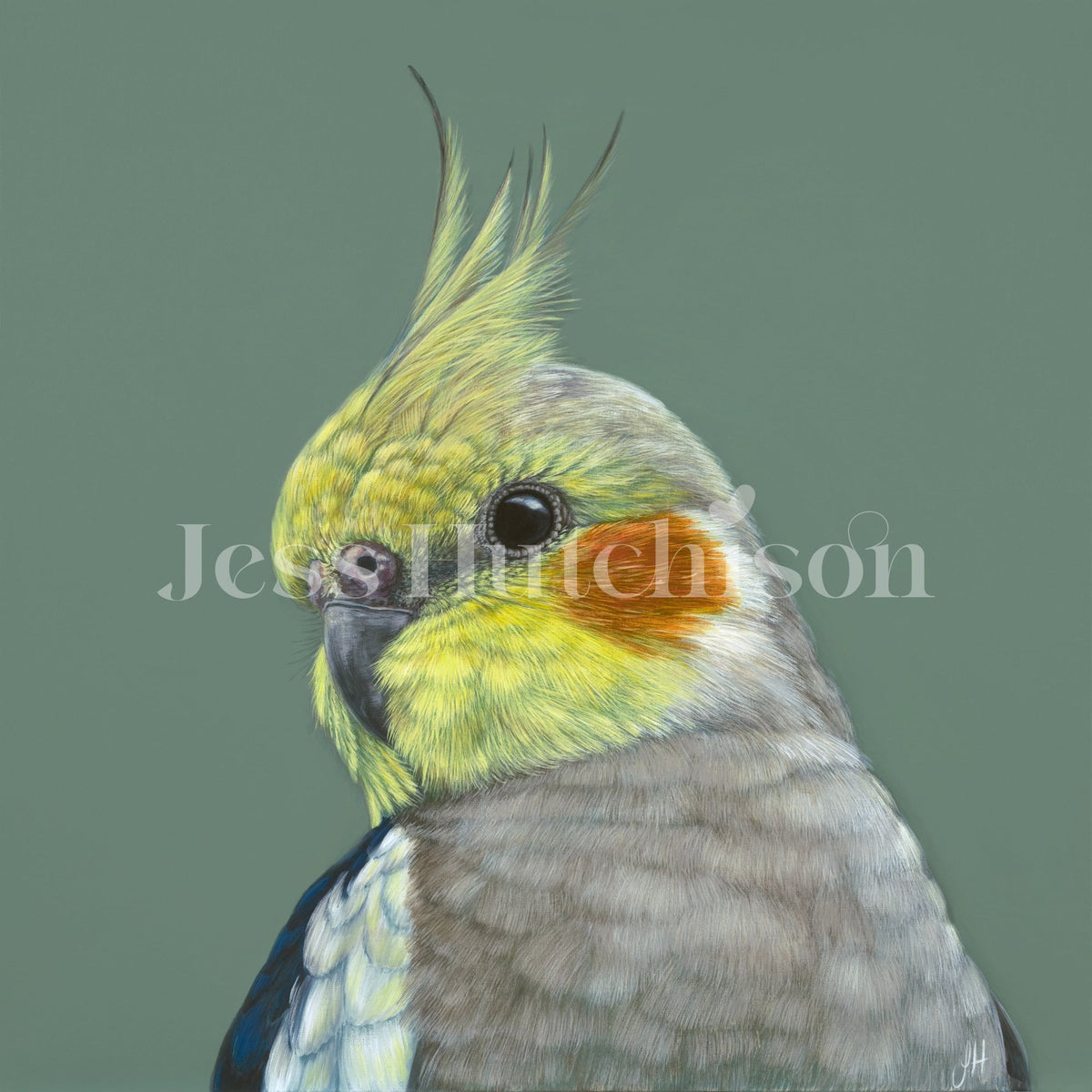 Clyde the Cockatiel canvas print