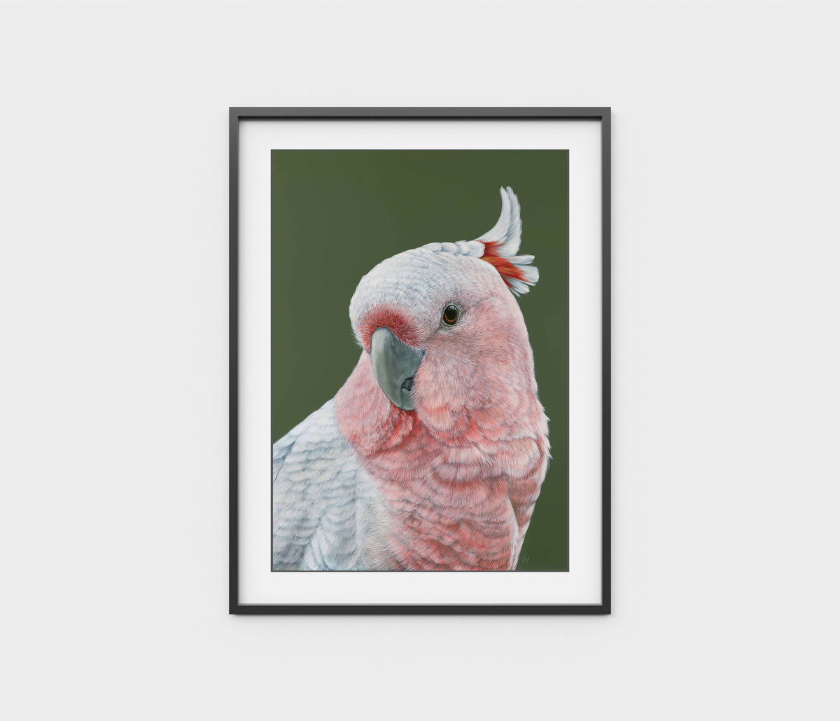 'Dawn' the Pink Cockatoo