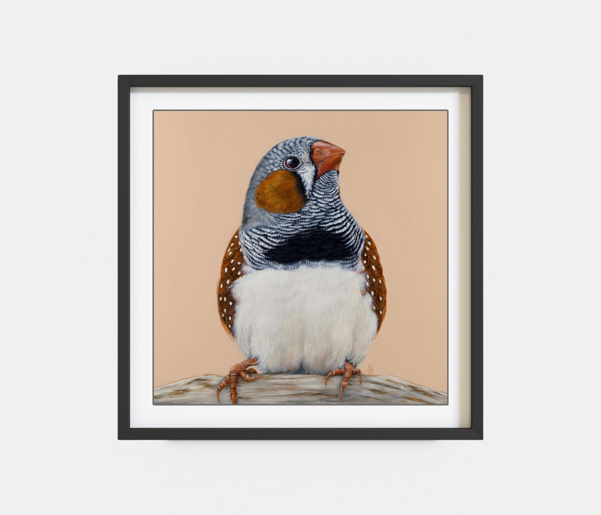 'Felix' the Zebra Finch