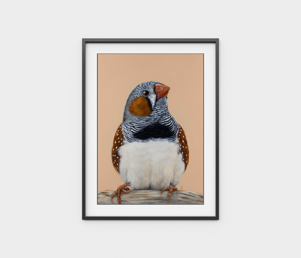 'Felix' the Zebra Finch