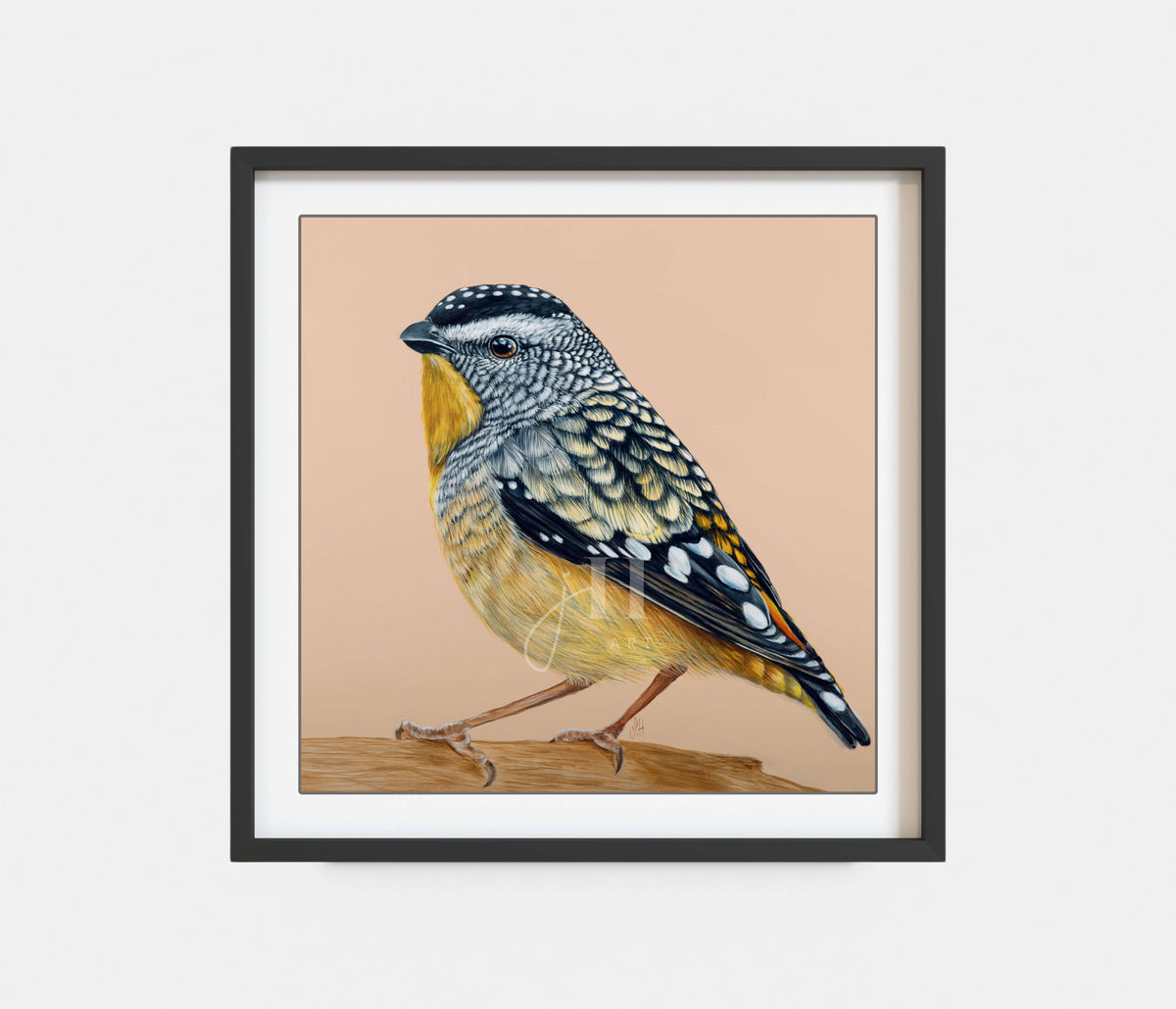 'Gus' the Spotted Pardalote