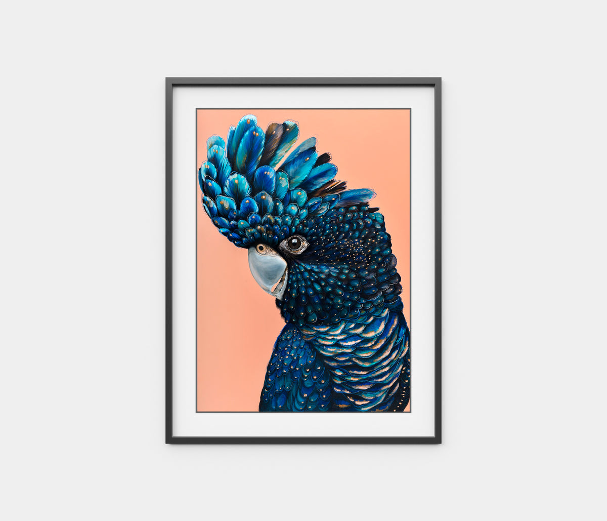 'Jarrah' the Red-Tailed Black Cockatoo
