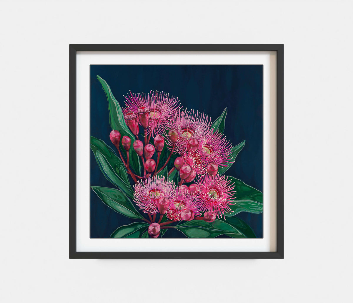 Midnight Flowering Gum