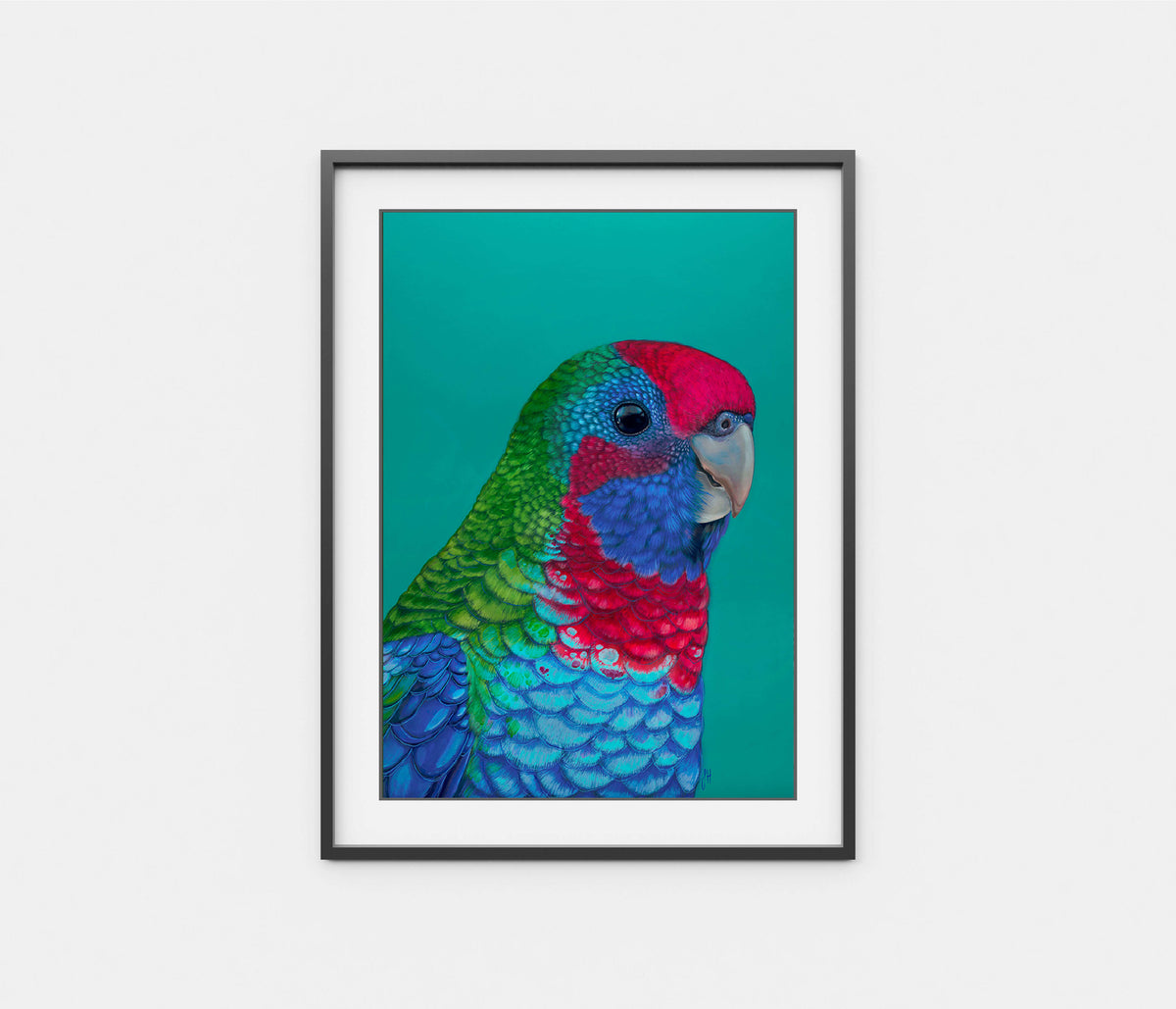 &#39;Percy&#39; The Crimson Rosella