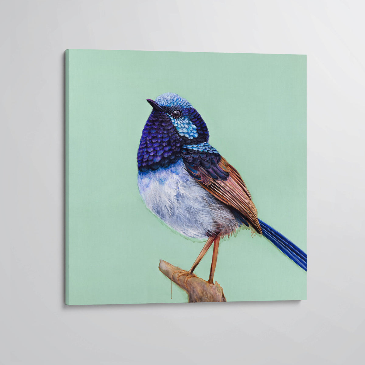 'Pip' The Superb Fairy Wren Stretched Canvas