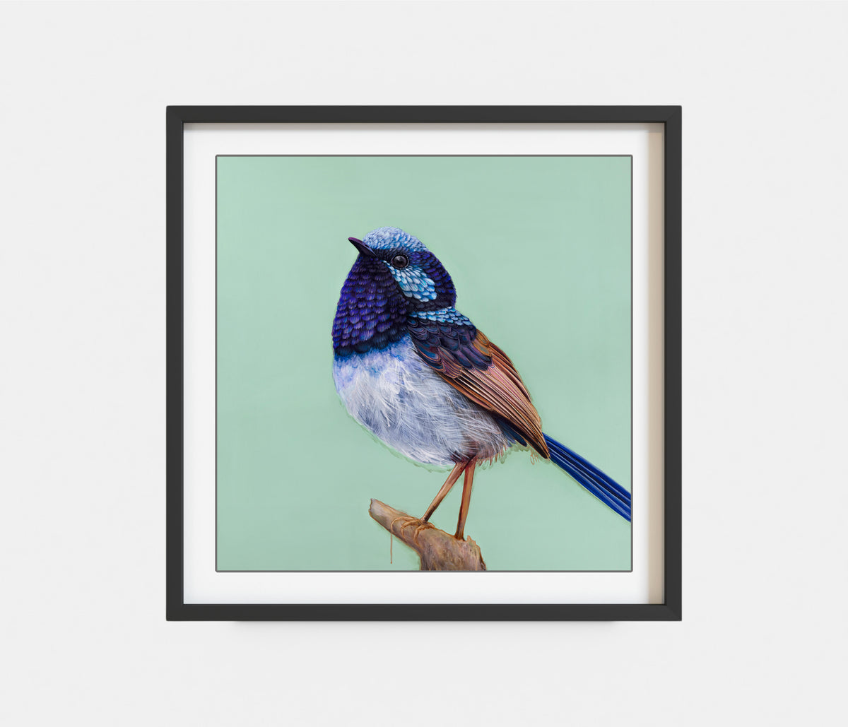 'Pip' The Superb Fairy Wren