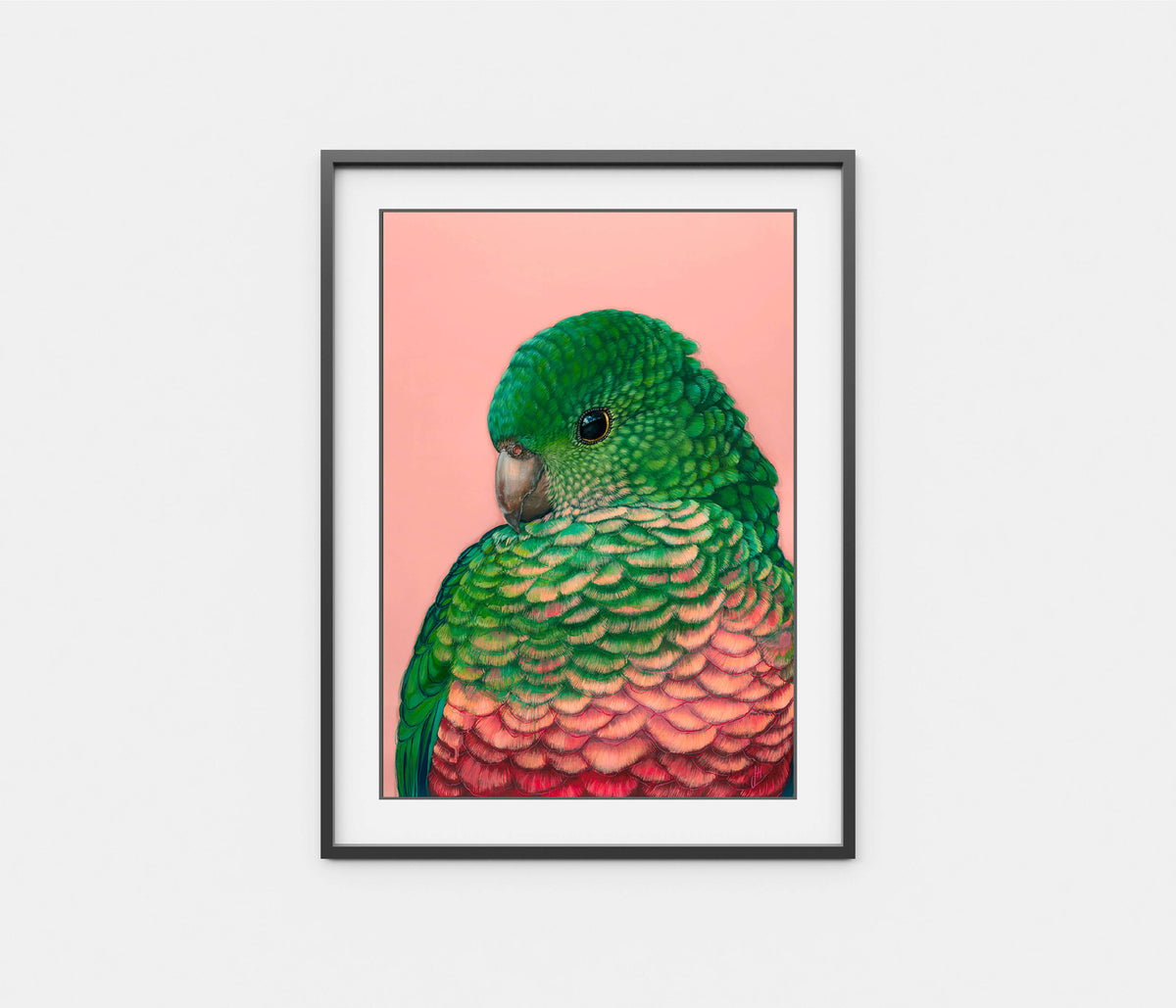 &#39;Queenie&#39; The King Parrot