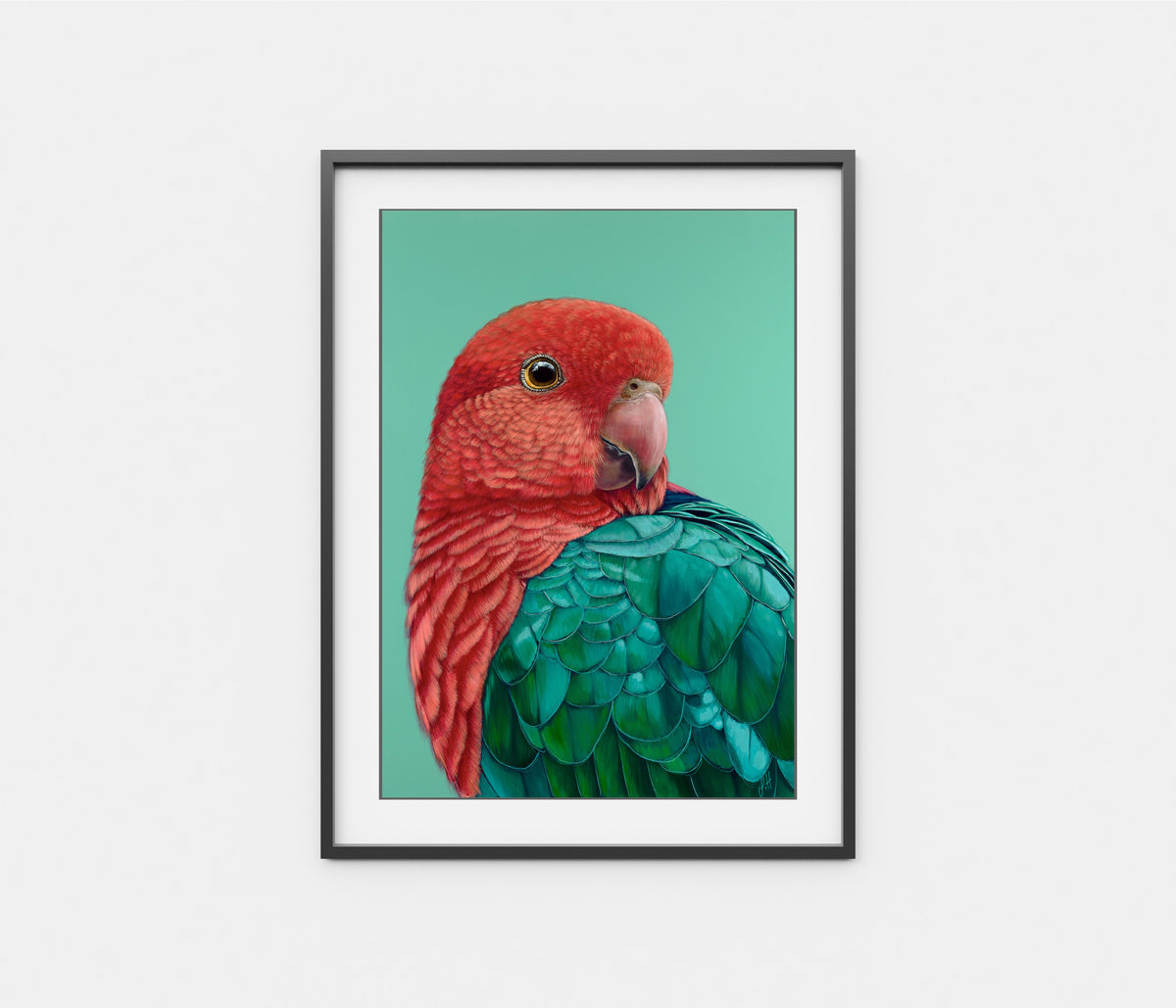 'Red' the King Parrot
