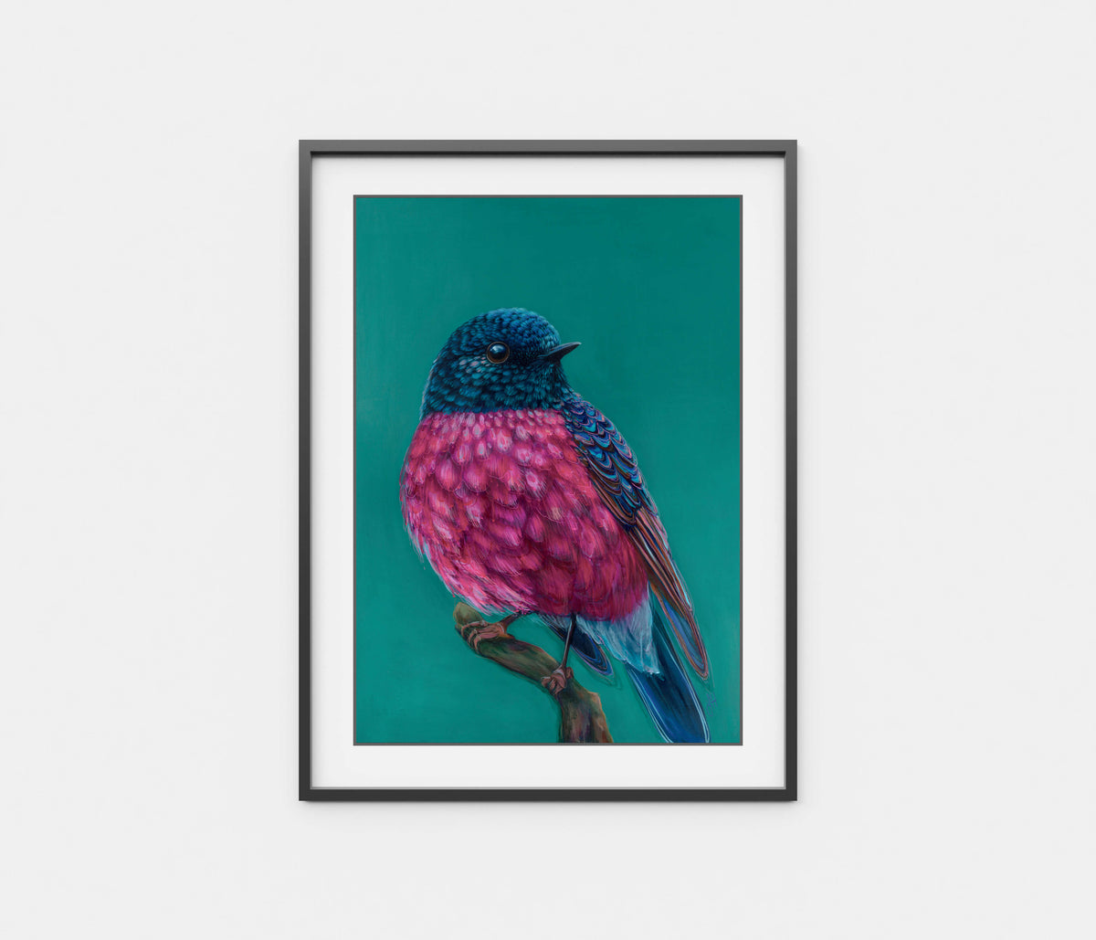 'Roy' The Pink Robin