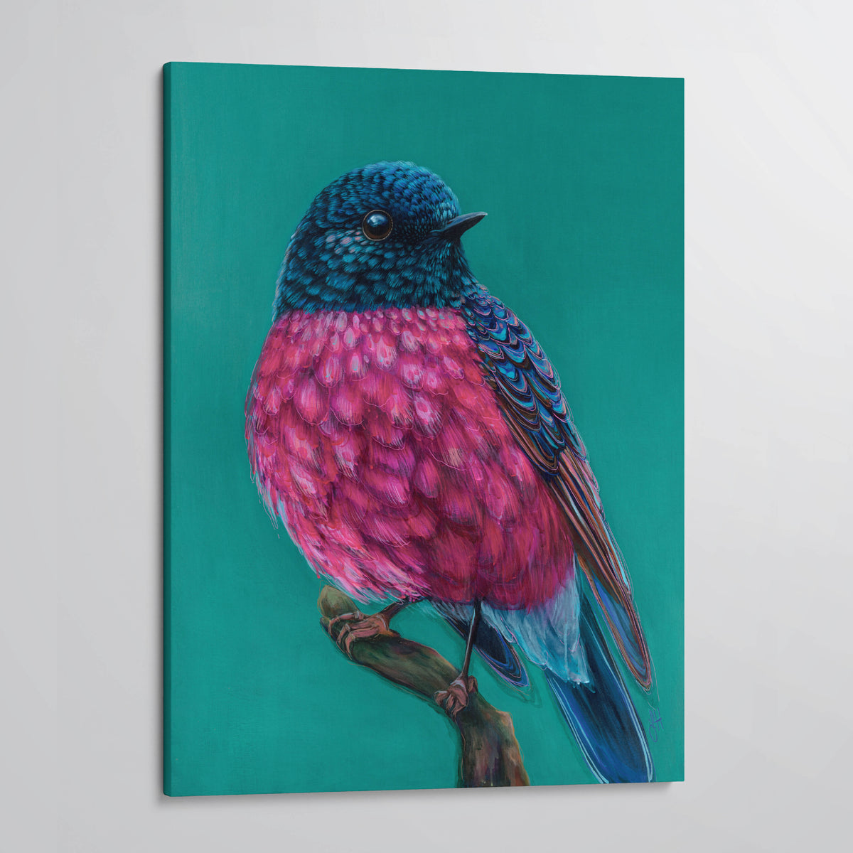 &#39;Roy&#39; The Pink Robin canvas print