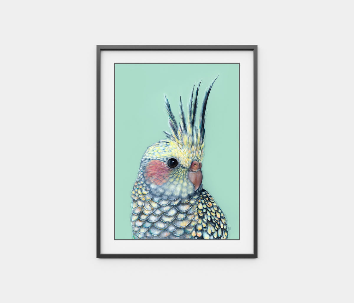 'Tilly' the Cockatiel