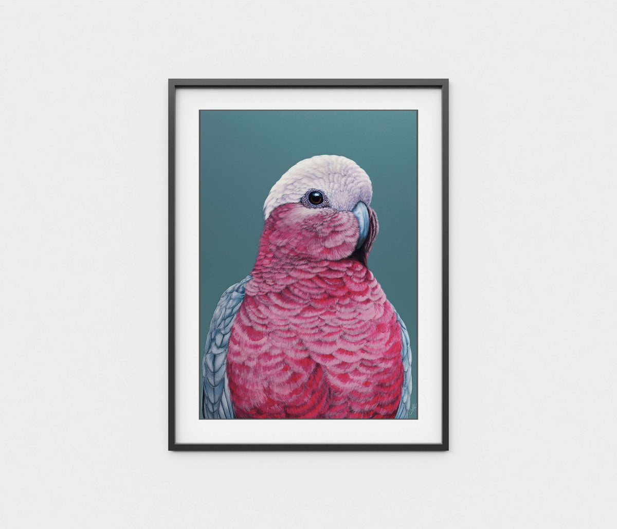 'Pete' the Galah