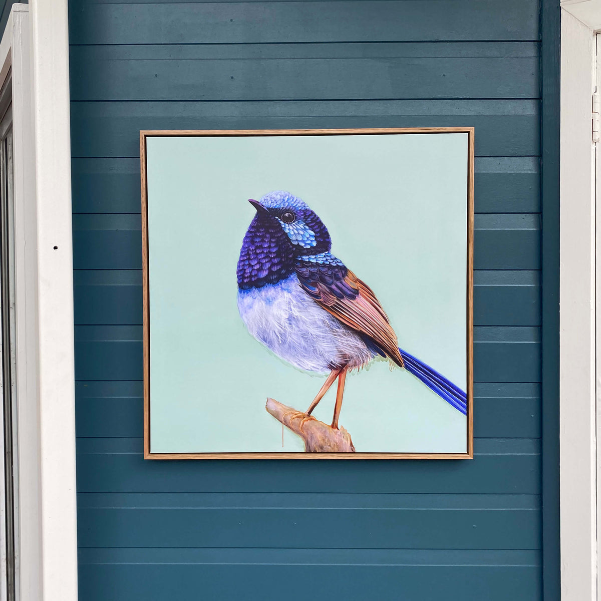 'Pip' The Superb Fairy Wren Stretched Canvas