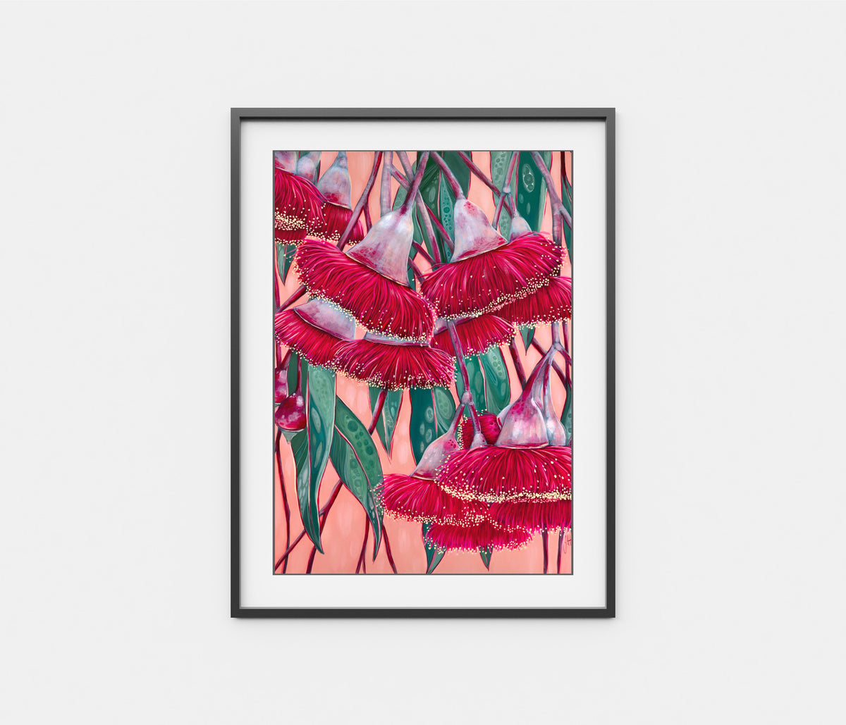 'Silver Princess' Flowering Gum