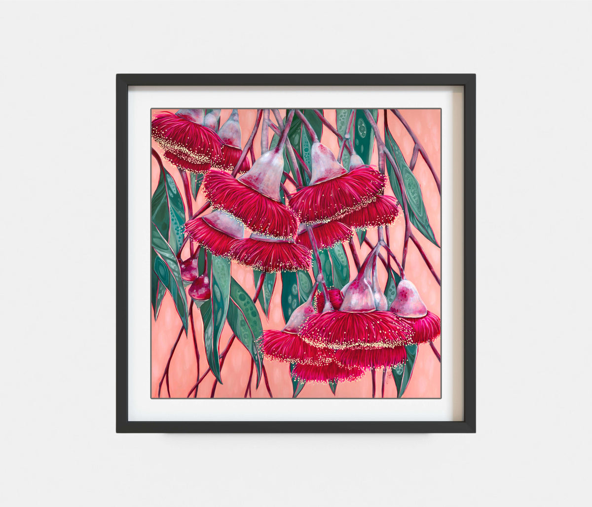 'Silver Princess' Flowering Gum