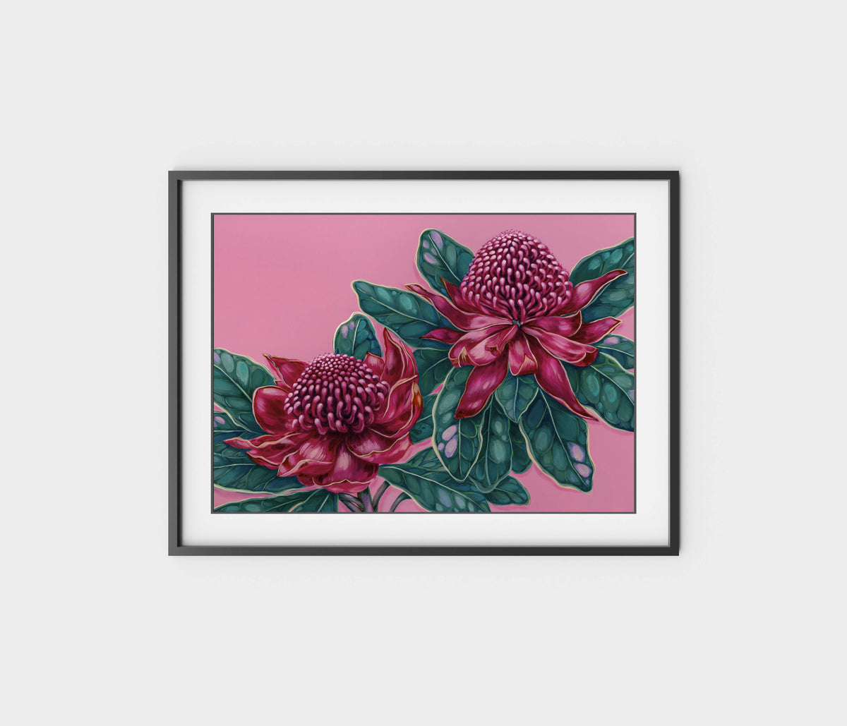 Waratah Dreams