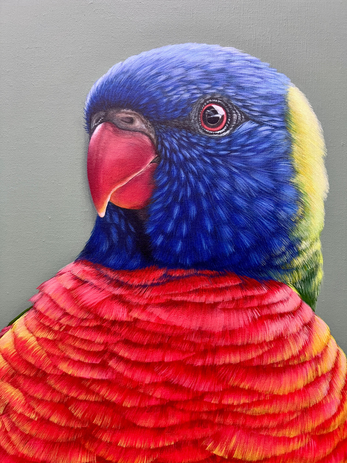 Beau the Rainbow Lorikeet original framed artwork