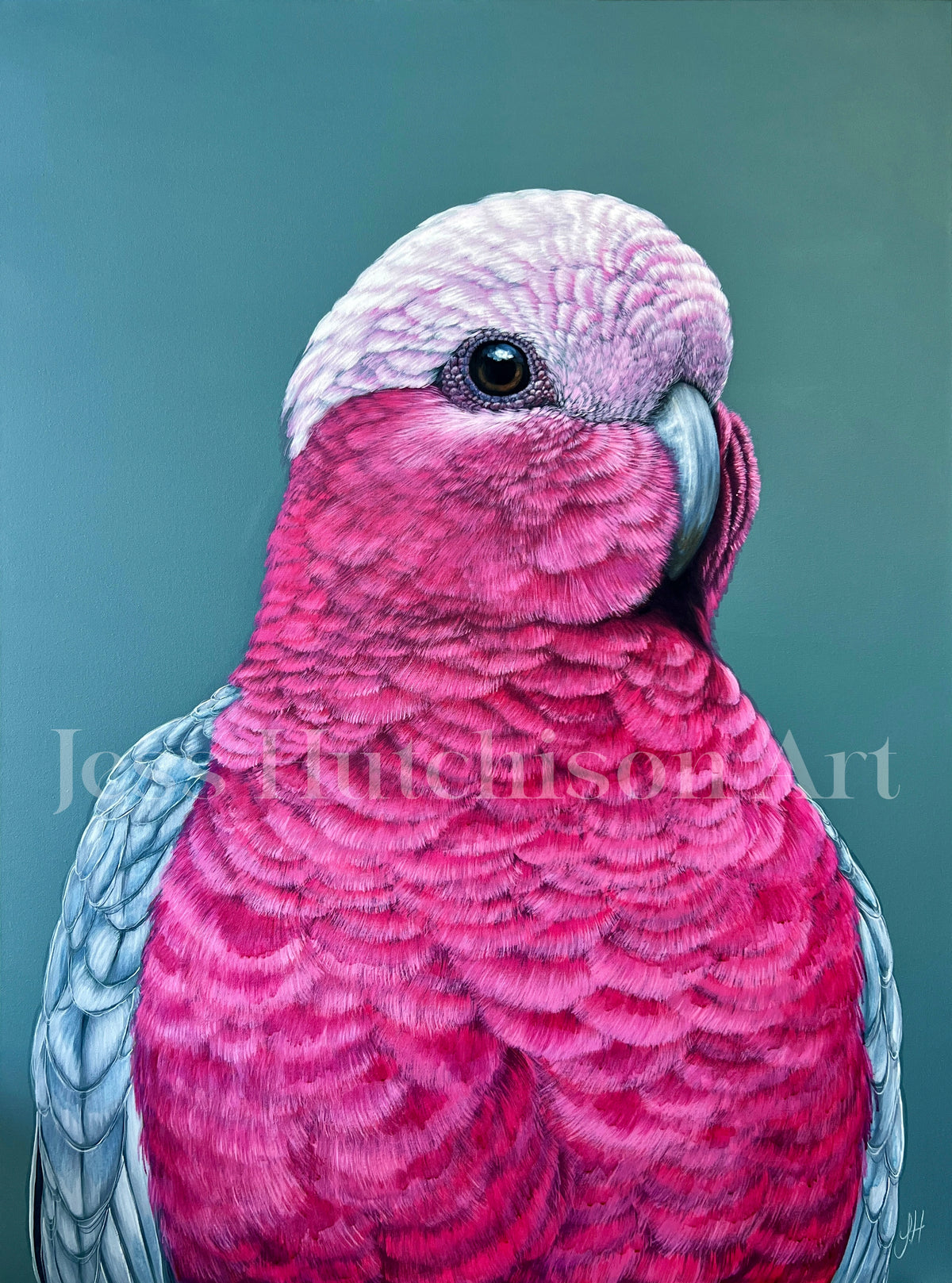 Pete the Galah original framed artwork