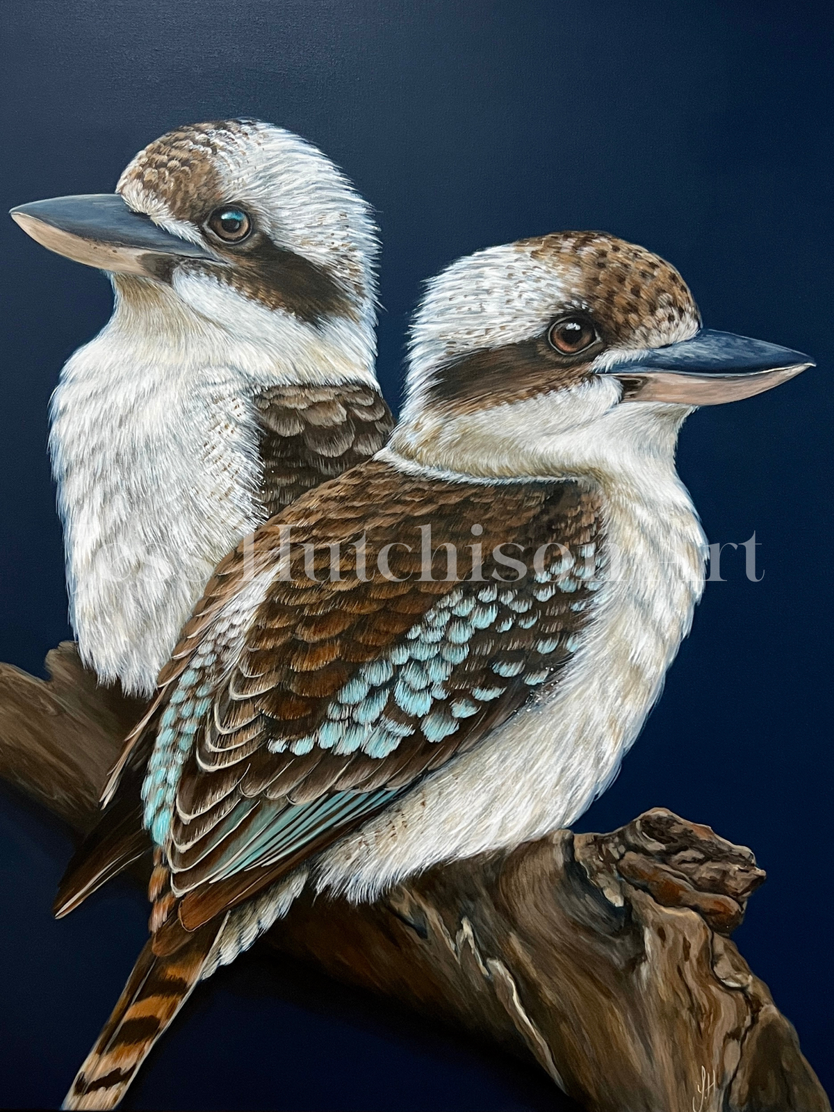 ‘Where you are’ Kookaburra framed original artwork