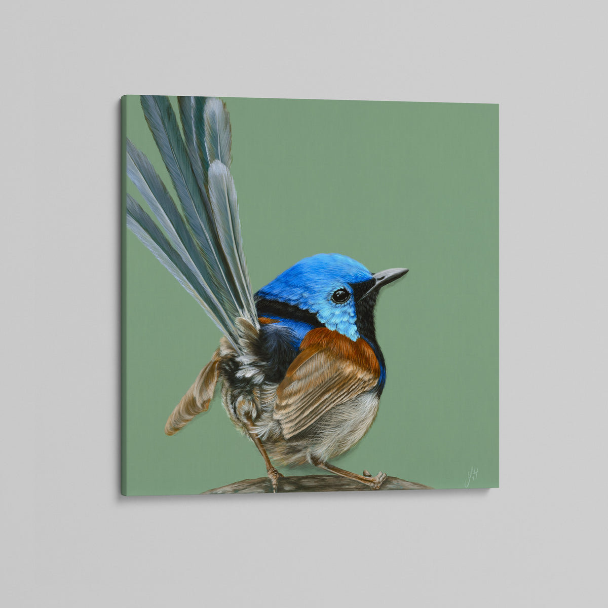 Alfie the Variegated Fairy-wren canvas print