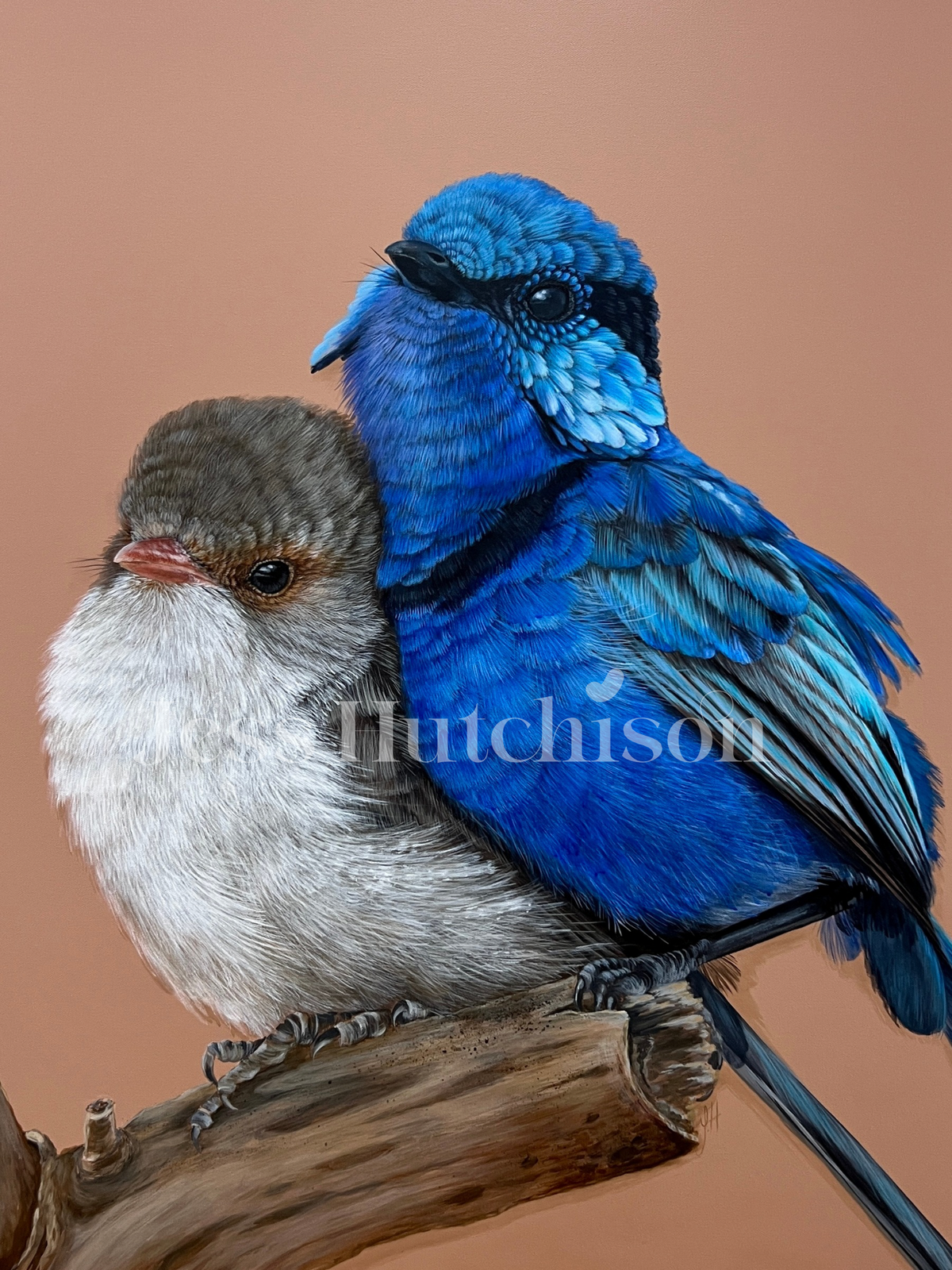 ‘Fred and Ginger’ Splendid Fairy-wren pair framed original artwork