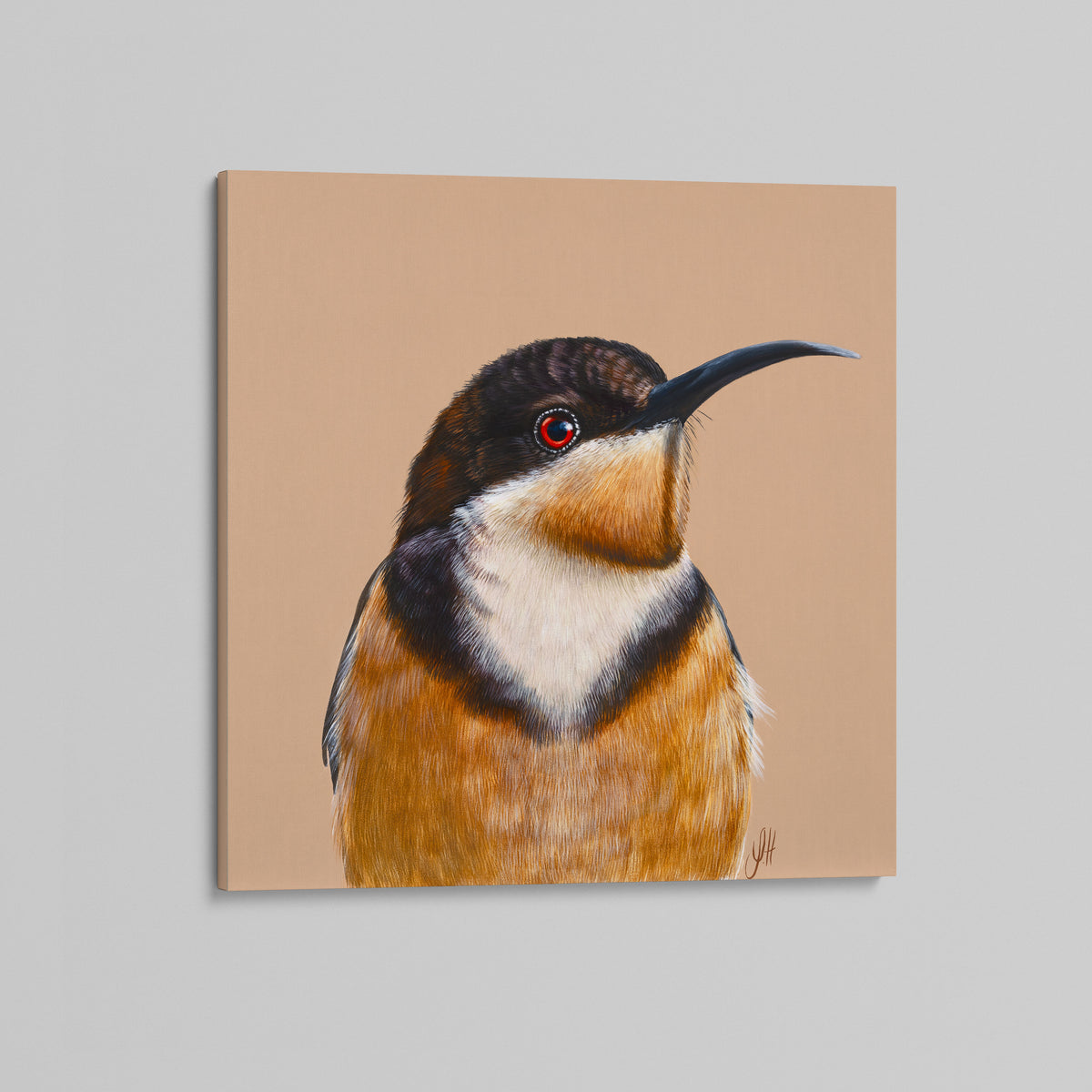 Clay the Eastern Spinebill canvas print