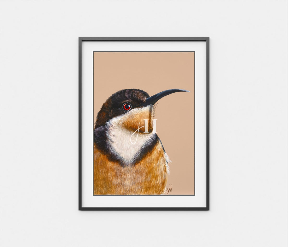 Clay the Eastern Spinebill