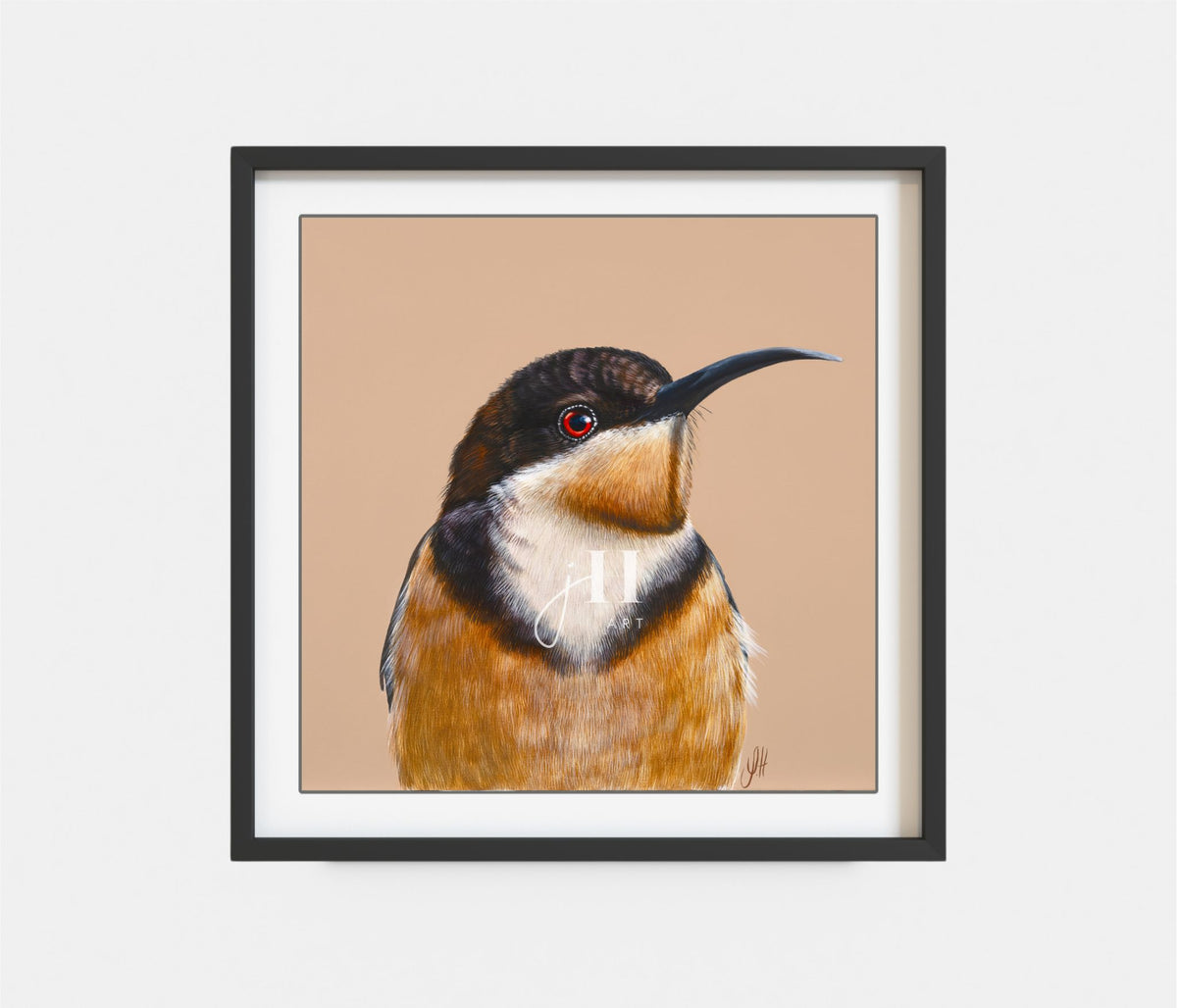 Clay the Eastern Spinebill
