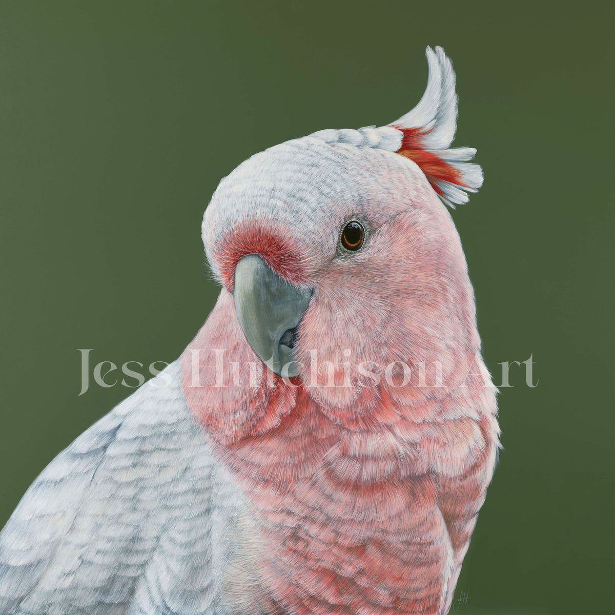 Dawn the Pink Cockatoo canvas print