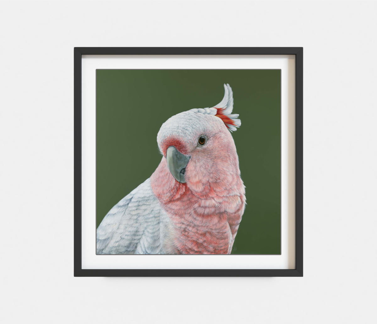 &#39;Dawn&#39; the Pink Cockatoo