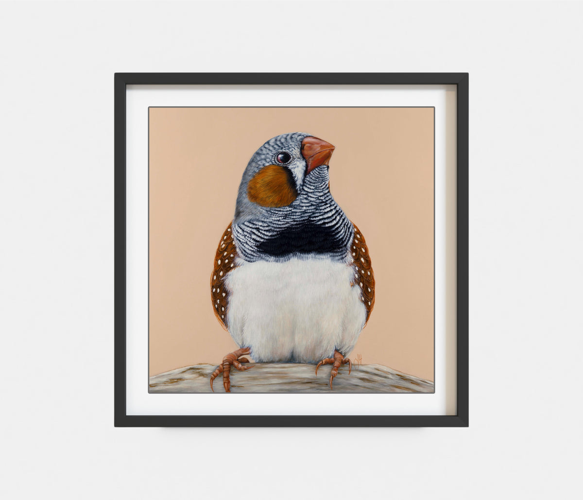 &#39;Felix&#39; the Zebra Finch