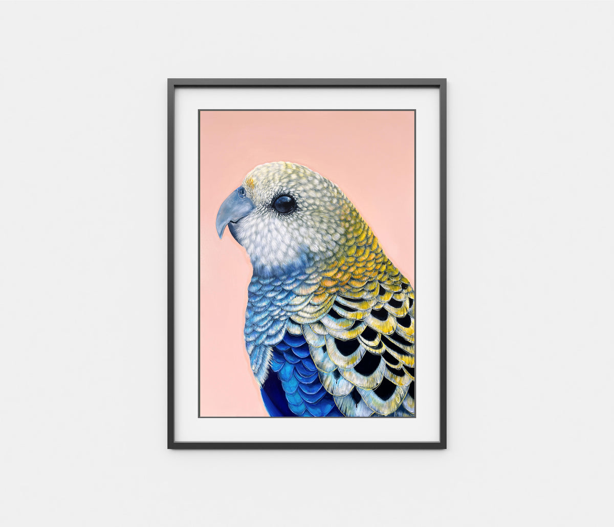&#39;Finley&#39; The Pale Headed Rosella