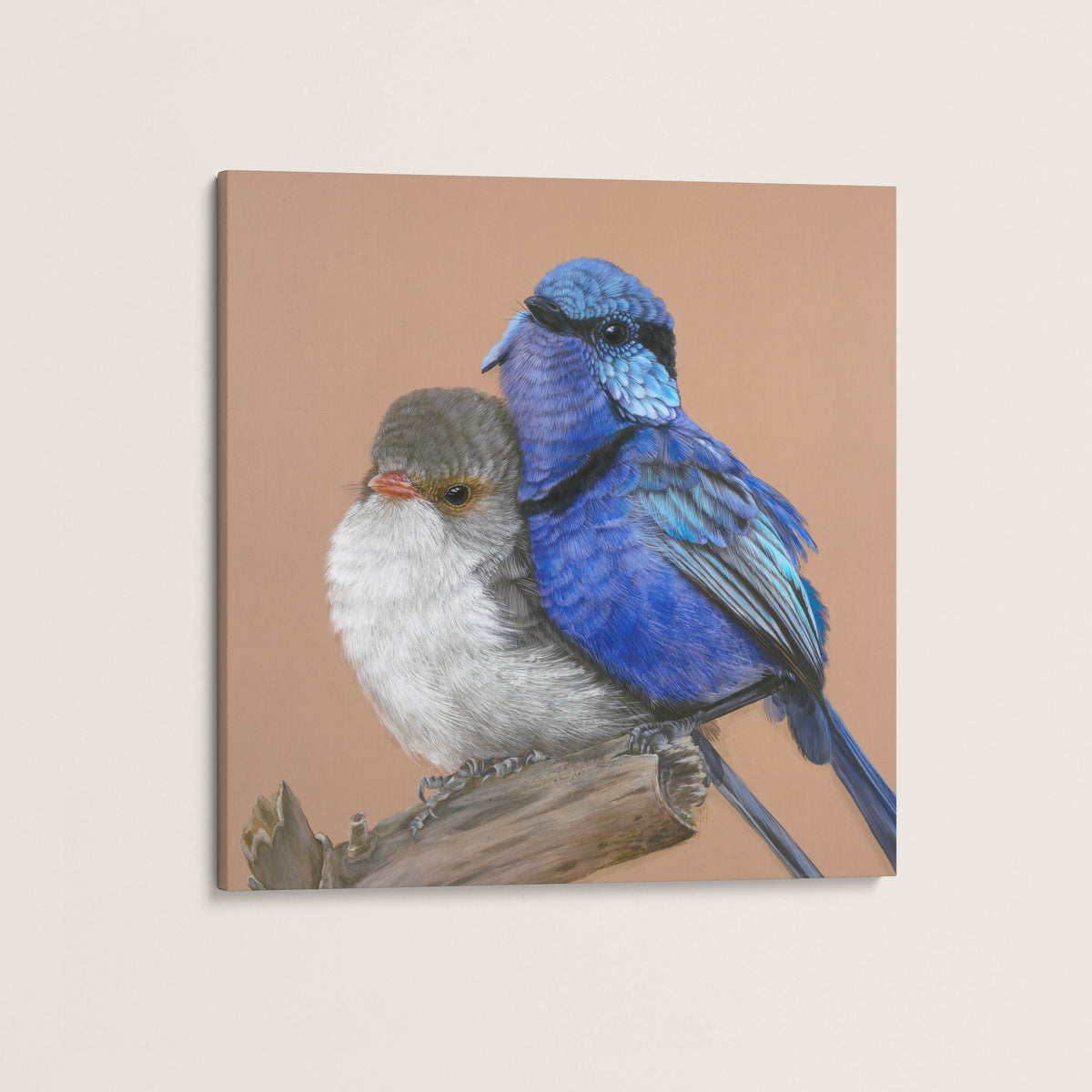 Fred and Ginger Splendid Fairy wren pair canvas print