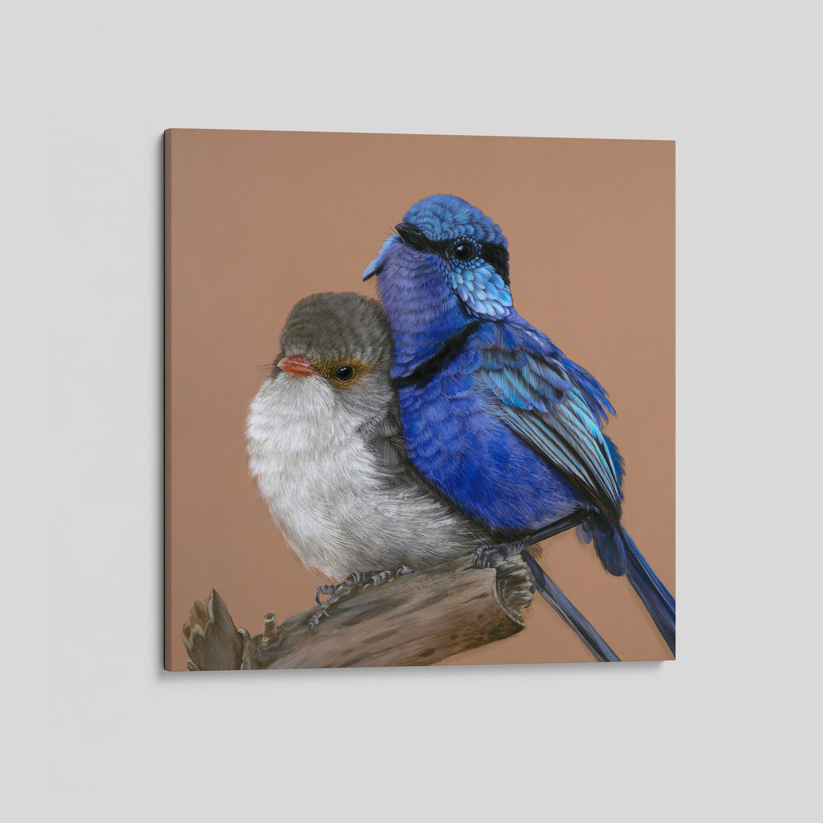 Fred and Ginger Splendid Fairy wren pair canvas print