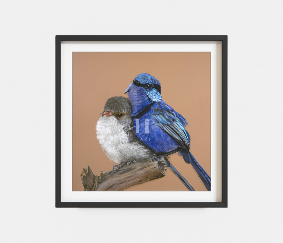 &#39;Fred and Ginger&#39; Splendid Fairy Wren Pair