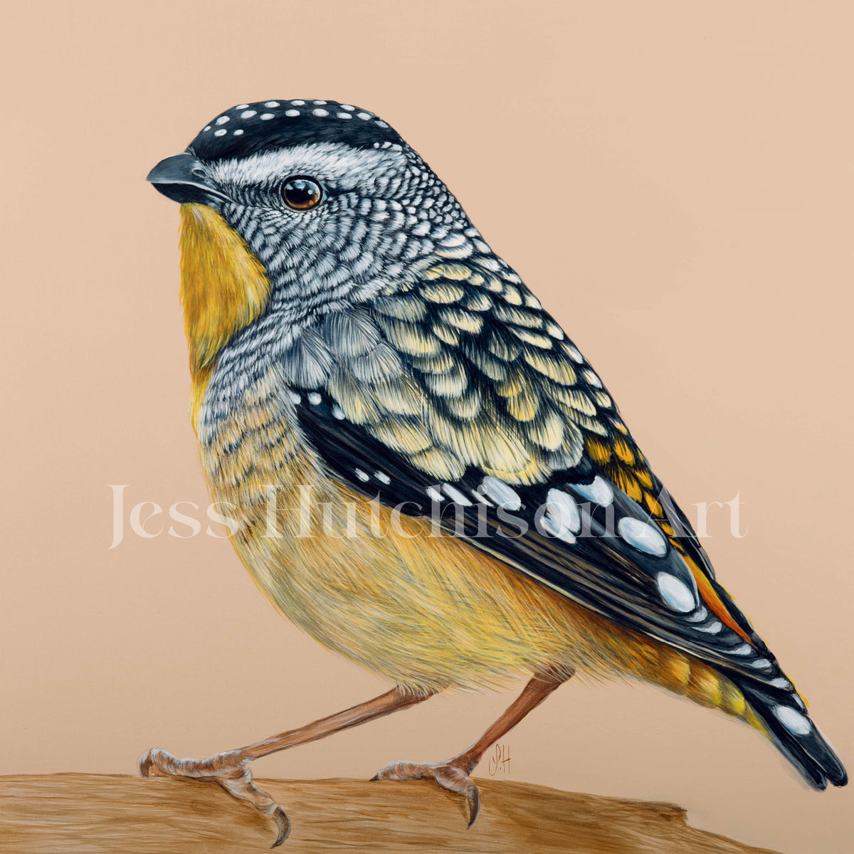 Gus the Spotted Pardalote canvas print