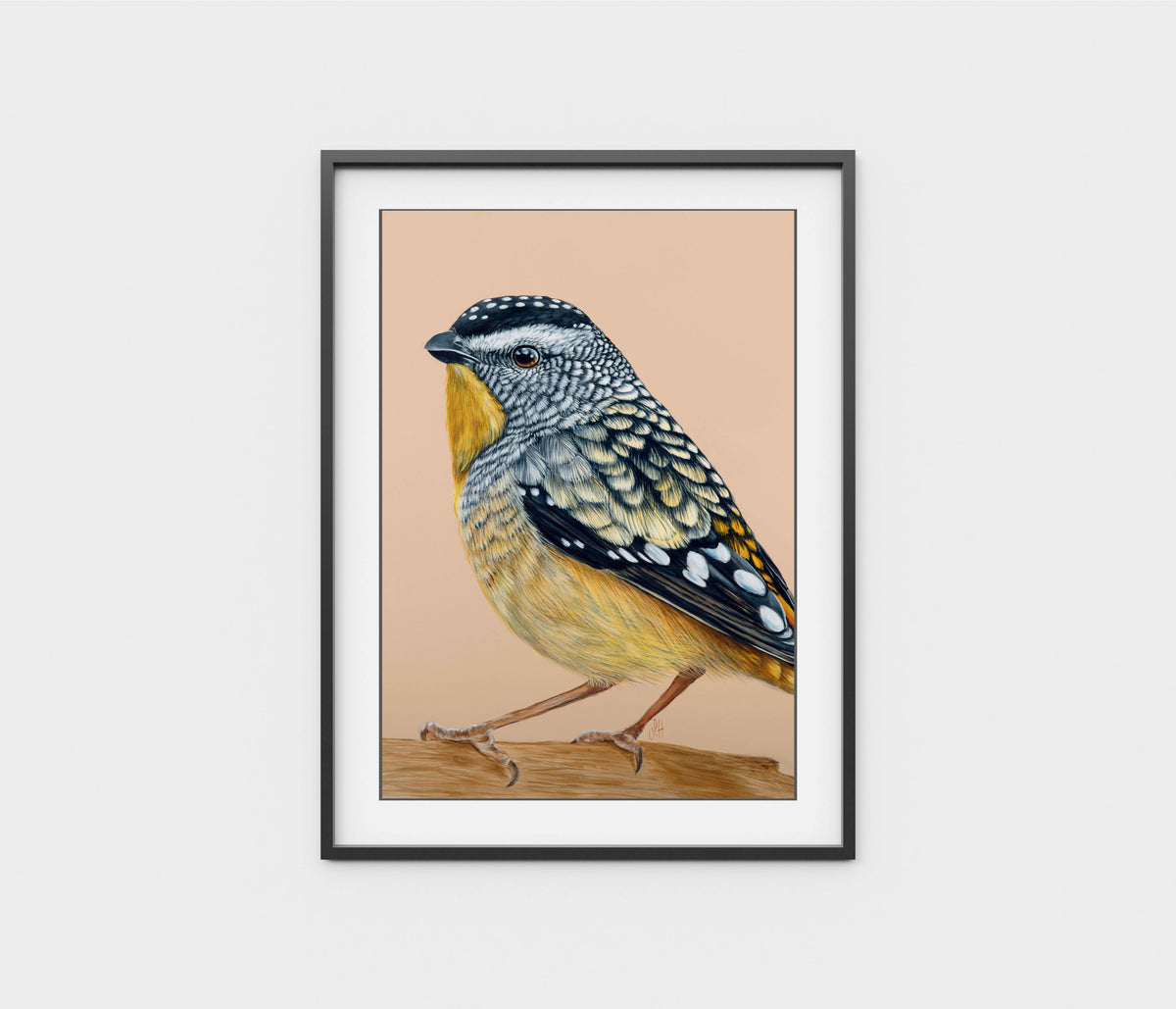 &#39;Gus&#39; the Spotted Pardalote