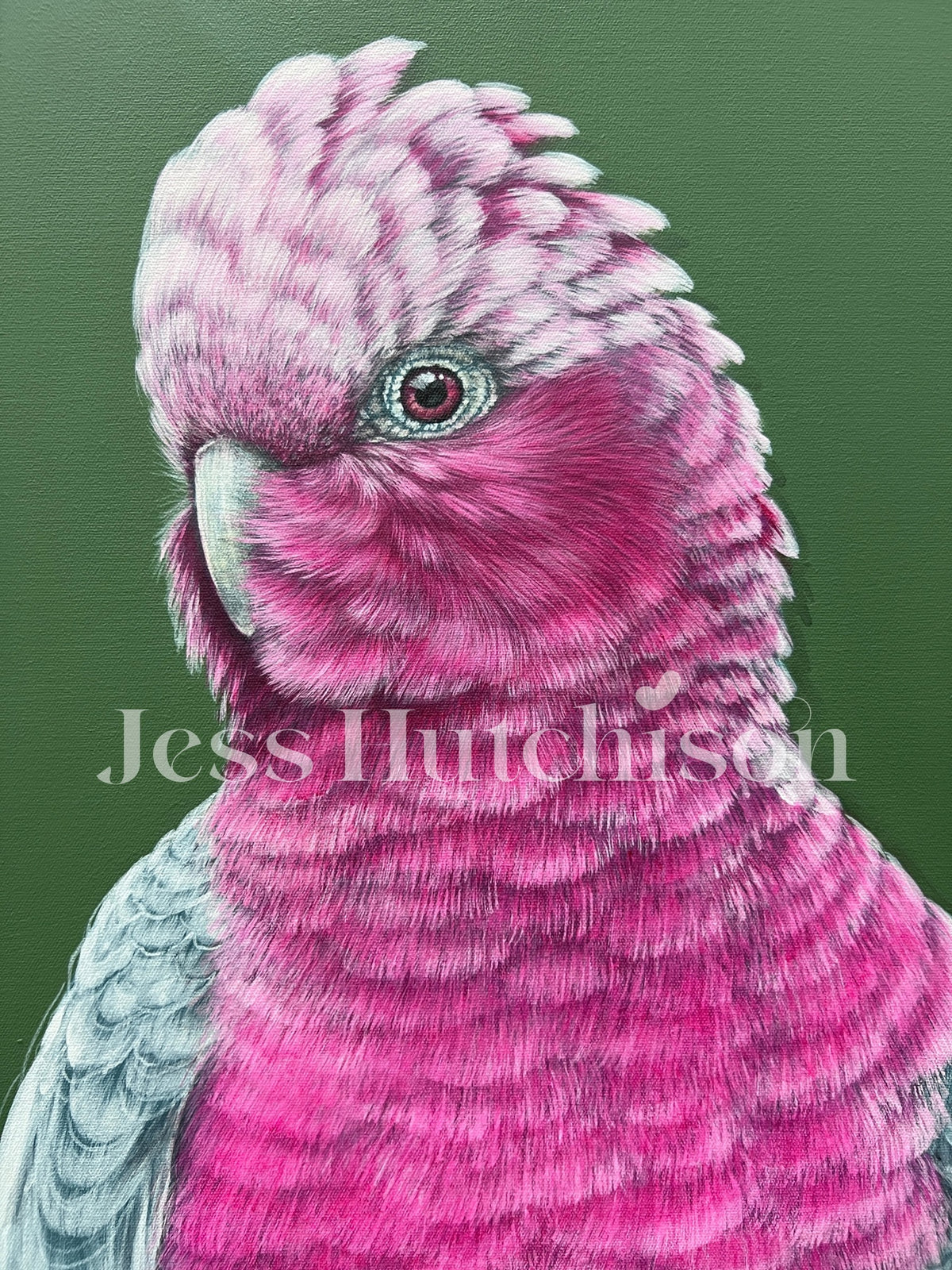 ‘Lottie’ the Galah original framed artwork